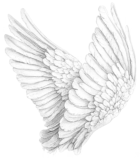 Wie Phönix aus de Asche steigen mit kräftigen Flügeln, die in diesem Fall nicht Red Bull, sondern die Cantienica Methode verleiht.