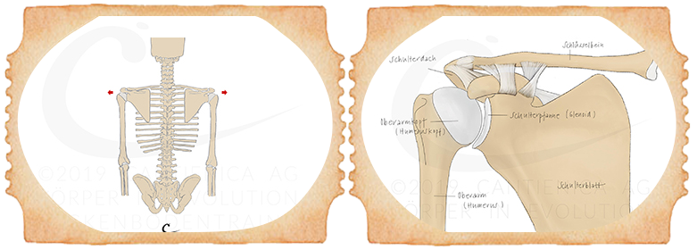 muskuloskelettalen Beschwerden (MSK) um Schultergürtel lindern durch gezieltes Tiefenmuskulaturtraining