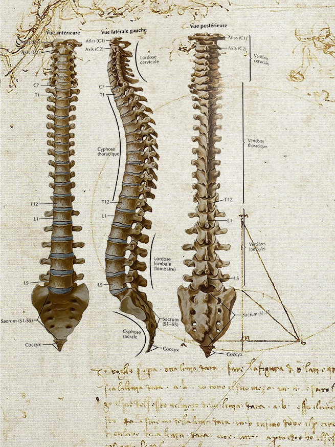 Die berühmte Wirbelsäule des Leonardo da Vinci. Er hat den toten Menschen untersucht und damit den Grundstein der menschlichen Anatomie gelegt. Bei Cantienica geht es um die Vivatomie. Das ist die Lehre am lebenden Menschen und ein Begriff, den Benita Cantieni gefunden hat, um die theoretische Grundlage ihrer Trainings-Methode zu bezeichnen. Hier wird alles von unten nach oben angeschaut. Der mensch muss nicht kurz und krumm werden im Alter, sondern kann mit aufrechter Wirbelsäule und gehobenen Hauptes altern, wenn er sein lebenlang seine Muskulatur fit hält, indem er seine Muskeln täglich fordert und gebraucht. Da ist keine Zeit zum Verfall.
