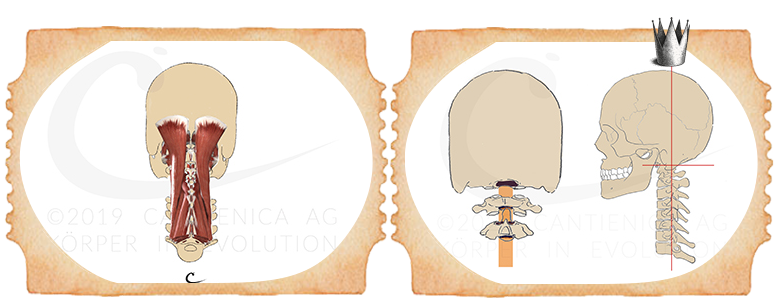 Gesunde Kopfhaltung um Bandscheibenvorfälle im Nackenbereich und Neackenverspannungen vorzubeugen bzw entgegenzuwirken